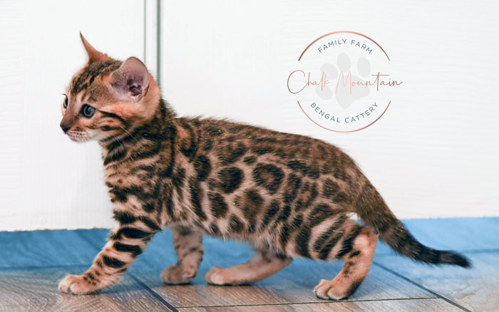 Bengal kitten for sale